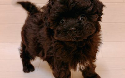 ハーフ犬（マルチーズ×トイプードル）