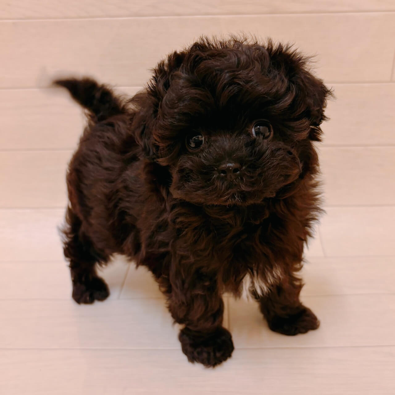 ハーフ犬（マルチーズ×トイプードル）