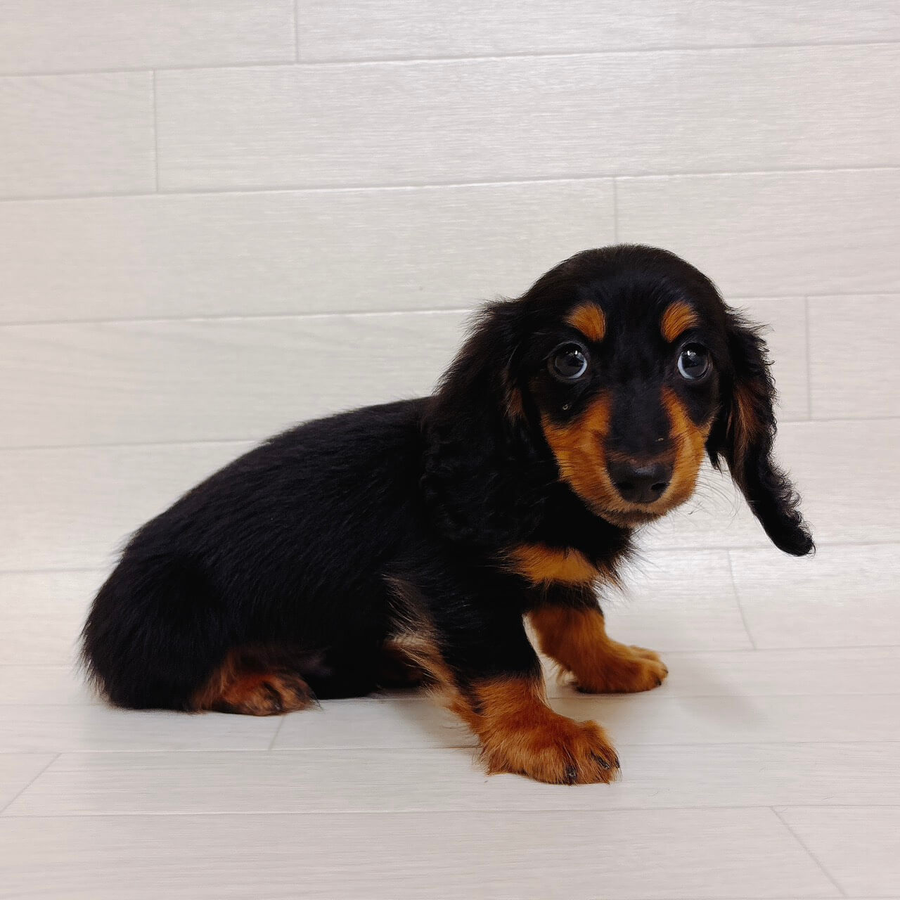 東京都のミニチュアダックスフンド(ロング) (ペットプラザ 江東深川店/2025年12月28日生まれ/男の子/ブラックタン)の子犬