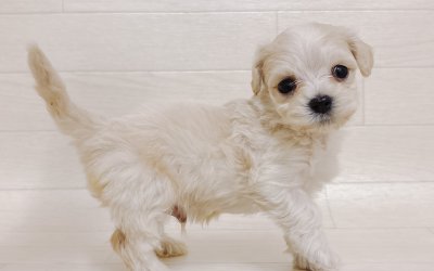 ハーフ犬（マルチーズ×トイプードル）