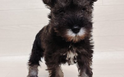 ミニチュアシュナウザー