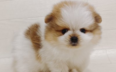 ハーフ犬（チワワ×ポメラニアン）