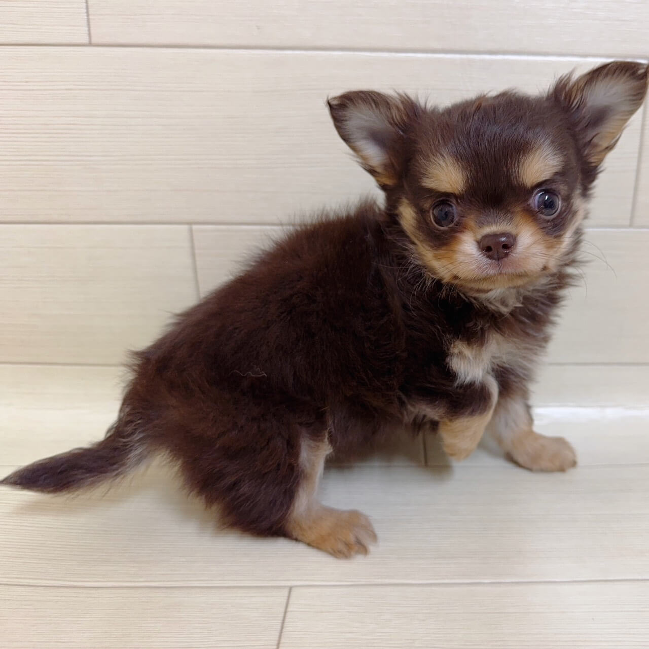 東京都のチワワ(ロング) (ペットプラザ 王子堀船店/2025年12月28日生まれ/男の子/チョコレートタンホワイト)の子犬