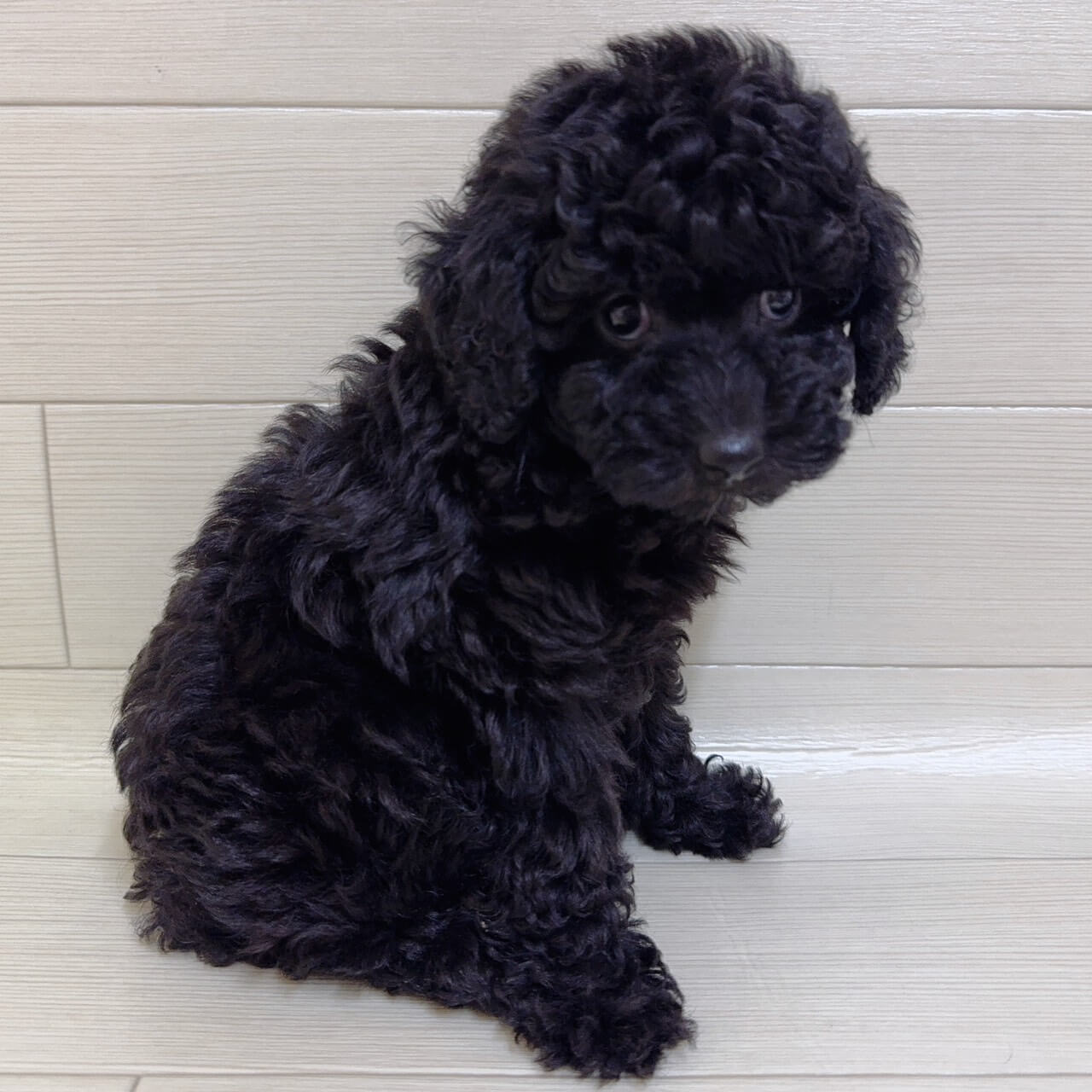 東京都のトイプードル(トイ) (ペットプラザ 王子堀船店/2025年12月28日生まれ/男の子/ブラック)の子犬