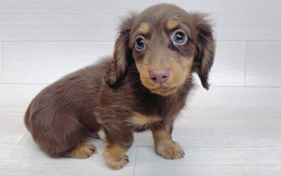 ミニチュアダックスフンド