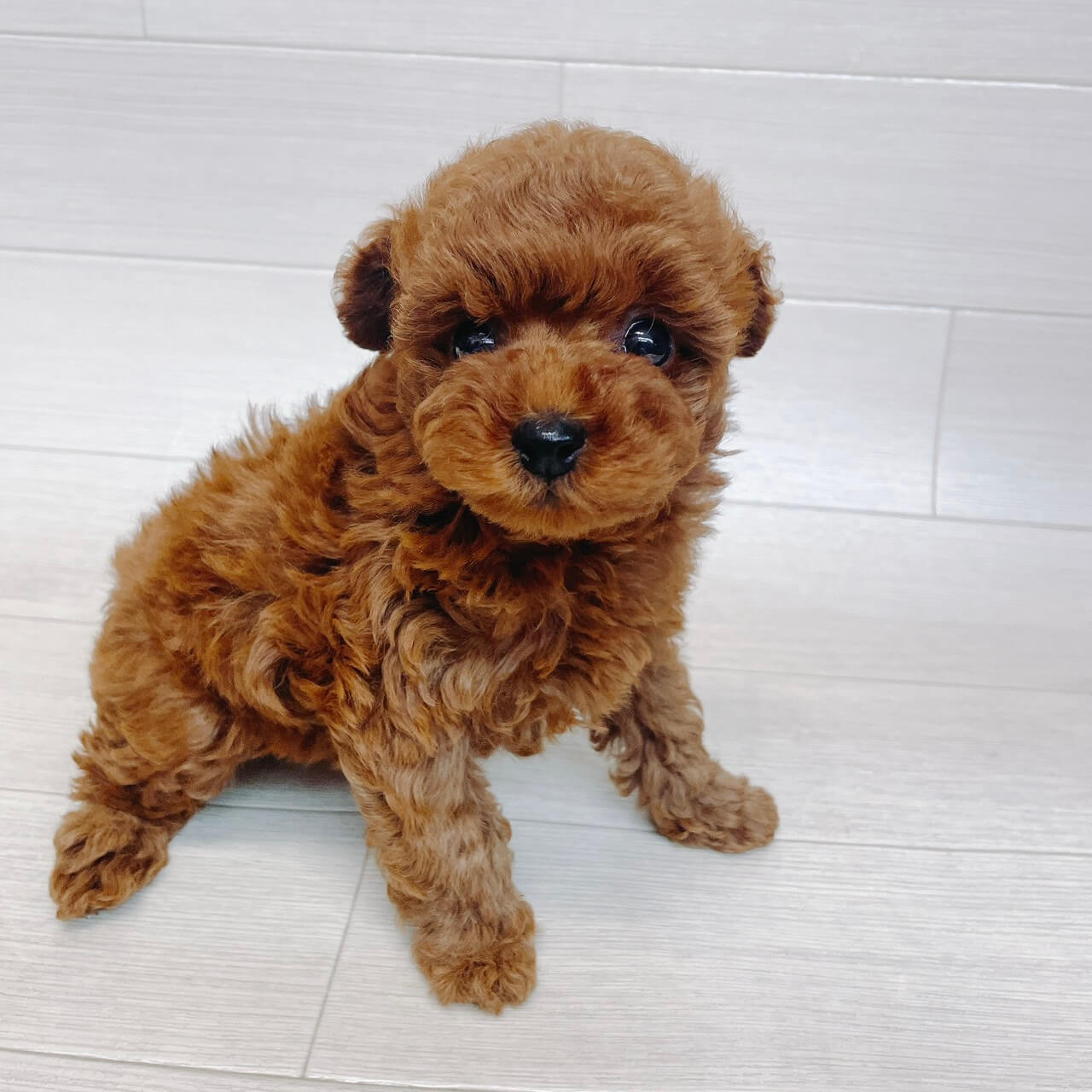 千葉県のトイプードル(トイ) (Pet’s One 東金店/2025年12月28日生まれ/男の子/レッド)の子犬