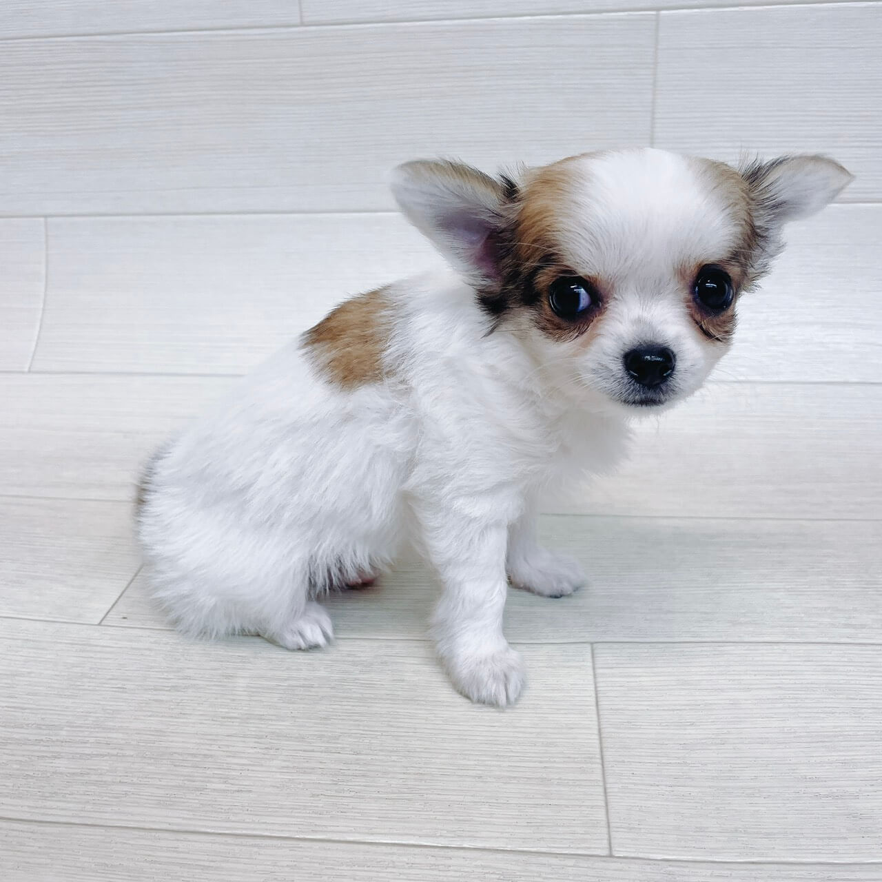 千葉県のチワワ(ロング) (Pet’s One 東金店/2025年12月30日生まれ/女の子/ホワイトフォーン)の子犬