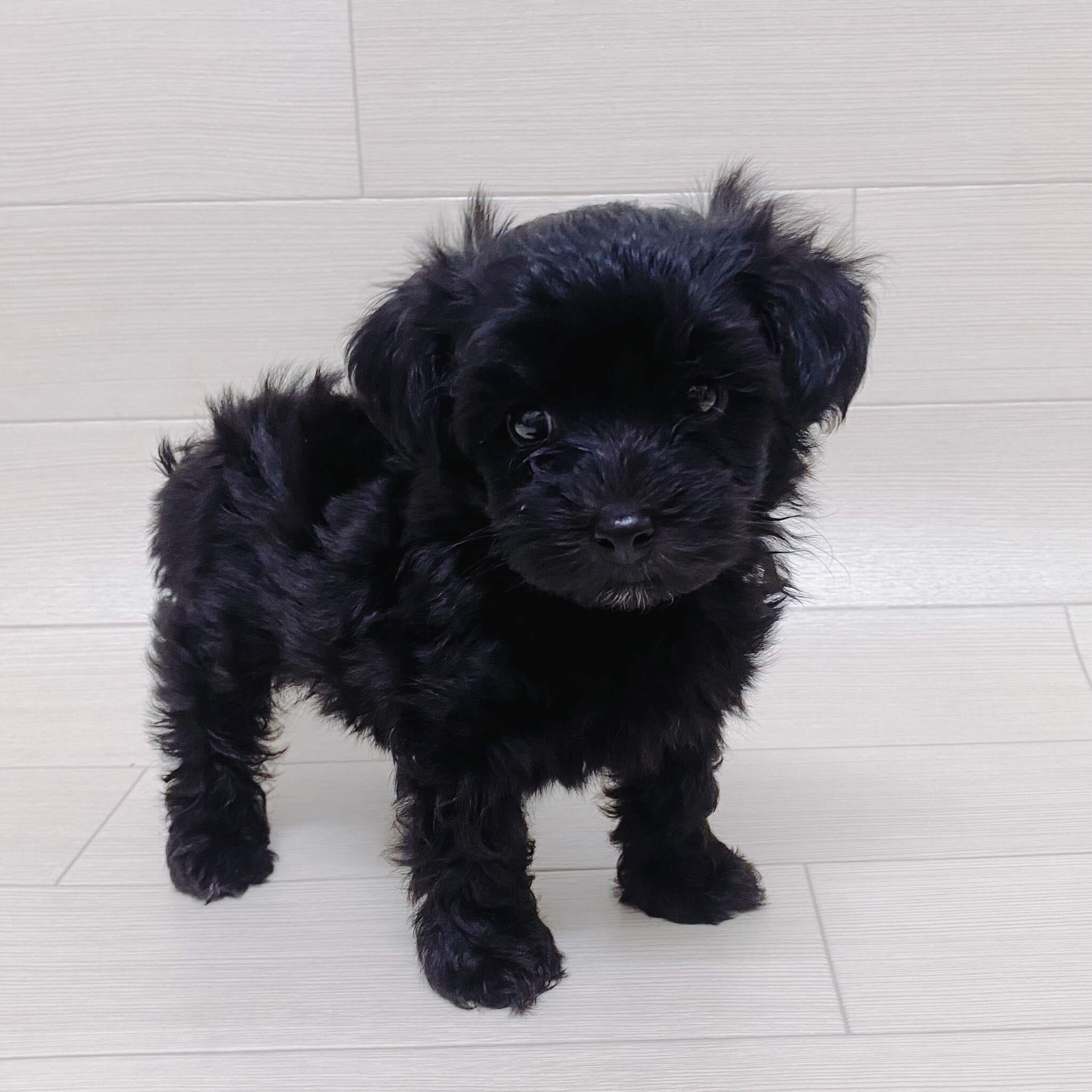 埼玉県のチワプー/プーチー(チワワ×プードル) (ハッピーベル 草加舎人店/2025年12月26日生まれ/男の子/ブラック)の子犬