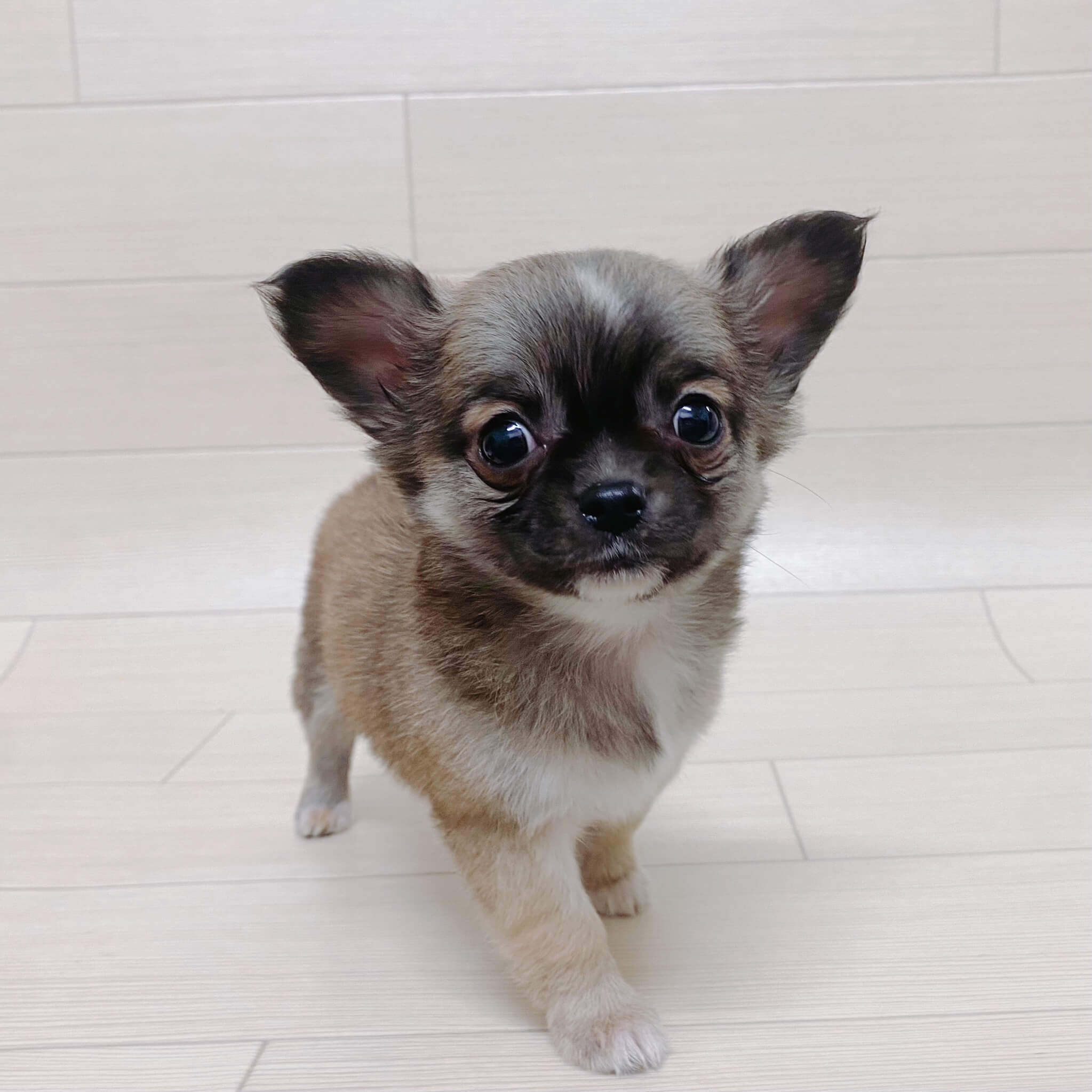 埼玉県のチワワ(ロング) (ハッピーベル 草加舎人店/2025年12月29日生まれ/男の子/フォーン)の子犬