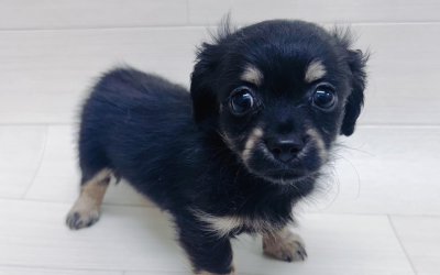 ハーフ犬（チワワ×ミニチュアダックスフンド）