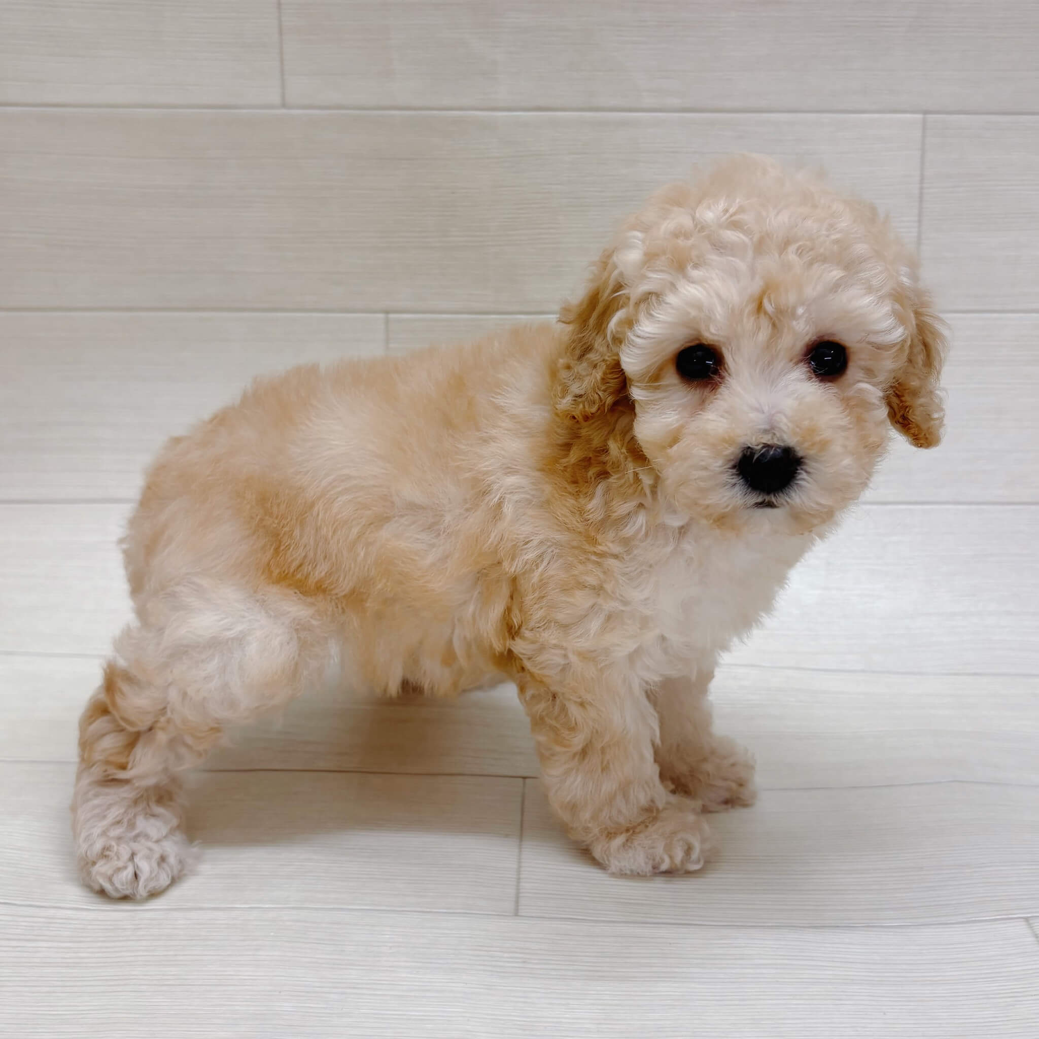 千葉県のトイプードル(トイ) (ハッピーベル テラスモール松戸店/2025年12月30日生まれ/女の子/クリーム)の子犬