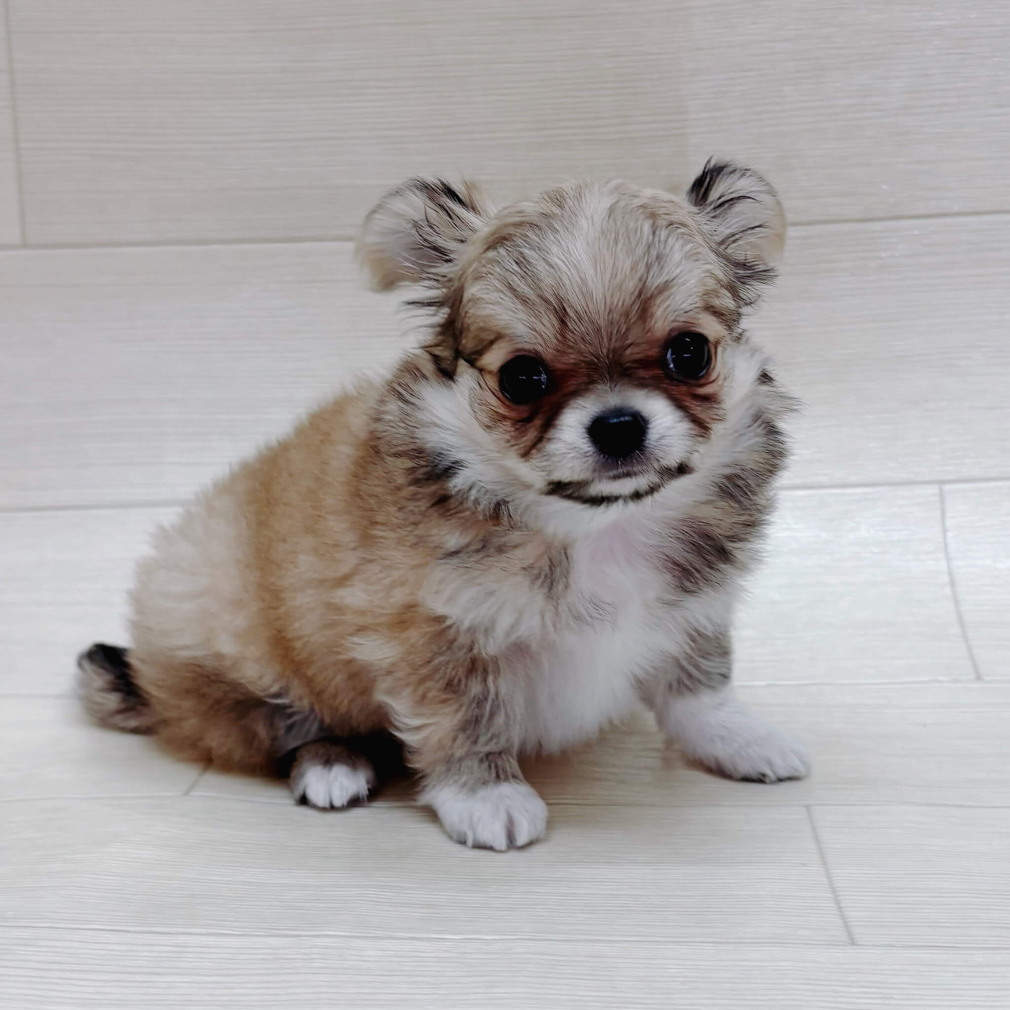 千葉県のチワワ(ロング) (ハッピーベル テラスモール松戸店/2025年12月30日生まれ/男の子/フォーンホワイト)の子犬