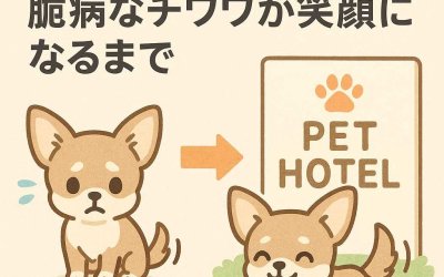 初めてのペットホテル！臆病なチワワが笑顔になるまで