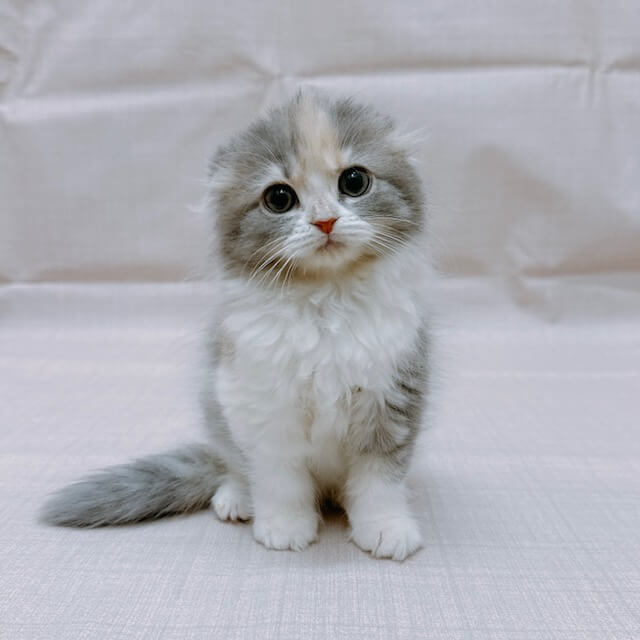 スコティッシュフォールド