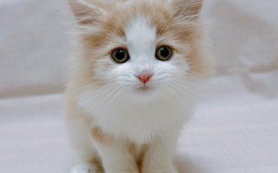 ノルウェージャンフォレストキャット