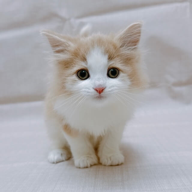 ノルウェージャンフォレストキャット