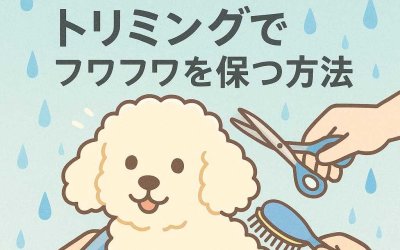 梅雨にも負けない！トリミングでフワフワを保つ方法