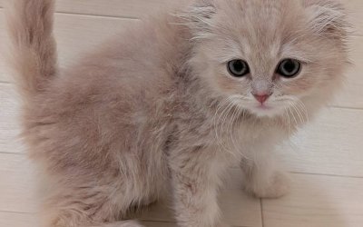 スコティッシュフォールド