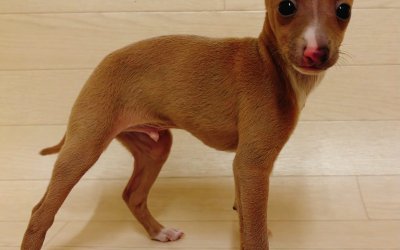 イタリアングレーハウンド