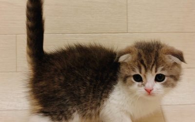 スコティッシュフォールド