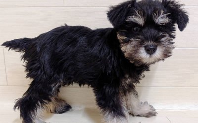 ミニチュアシュナウザー