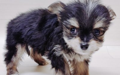 ハーフ犬（チワワ×ヨークシャーテリア）