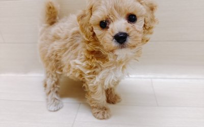 ハーフ犬（トイプードル×ビションフリーゼ）