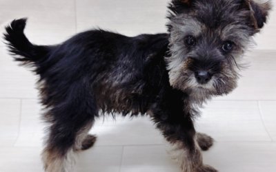 ハーフ犬（ヨークシャーテリア×ミニチュアシュナウザー）