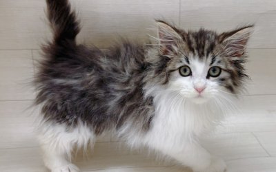 ノルウェージャンフォレストキャット