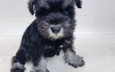 ミニチュアシュナウザー