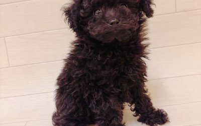 トイプードル