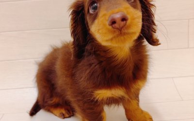 カニンヘンダックスフンド