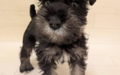 ミニチュアシュナウザー