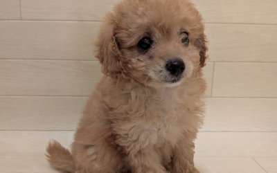 ハーフ犬（チワワ×トイプードル）