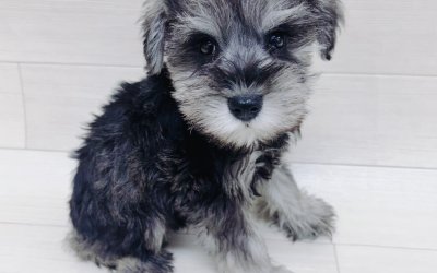 ミニチュアシュナウザー