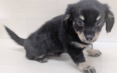 ハーフ犬（チワワ×ミニチュアダックスフンド）