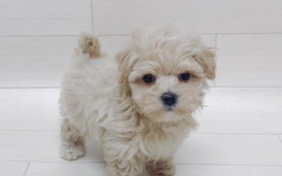 ハーフ犬（チワワ×トイプードル）