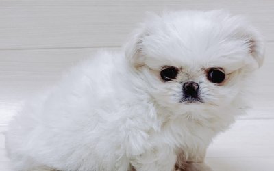 ハーフ犬（チワワ×ペキニーズ）