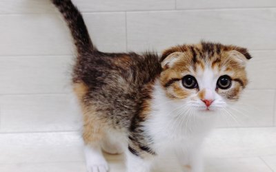 スコティッシュフォールド