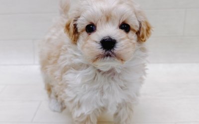 ハーフ犬（マルチーズ×トイプードル）