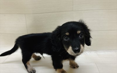 カニンヘンダックスフンド