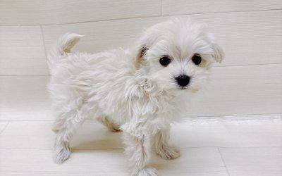 ハーフ犬（マルチーズ×トイプードル）