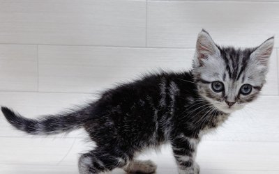 アメリカンショートヘアー