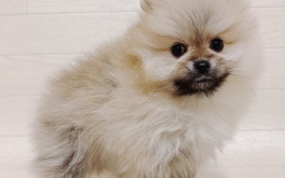 ポメラニアン