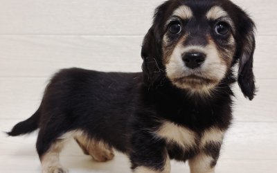 ミニチュアダックスフンド