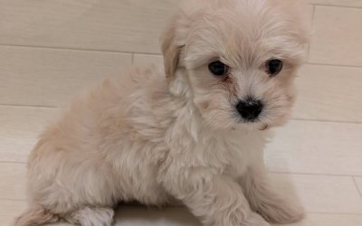 ハーフ犬（マルチーズ×トイプードル）