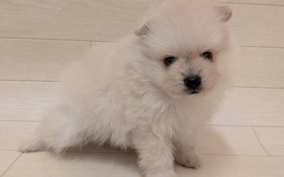 ポメラニアン