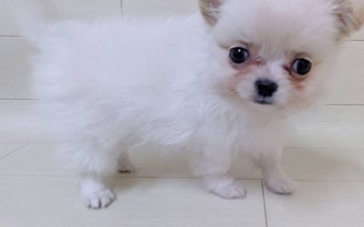 ハーフ犬（チワワ×ポメラニアン）