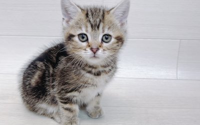 アメリカンショートヘアー