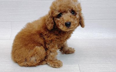トイプードル